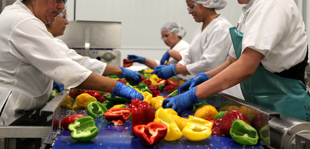 Red, yellow, and green bell peppers being processed for flame roasting
